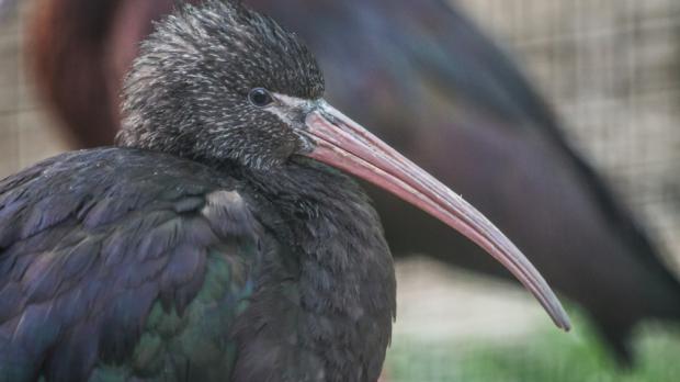 Foto: Tereza Mrhálková, Zoo Praha