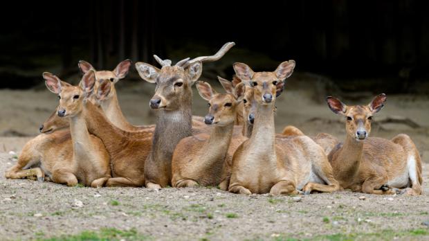 Foto: Petr Hamerník, Zoo Praha