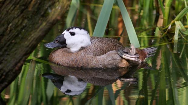 Foto: Jiří Trojánek, Zoo Praha