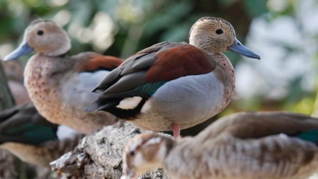 Foto: Petr Rošický, Zoo Praha