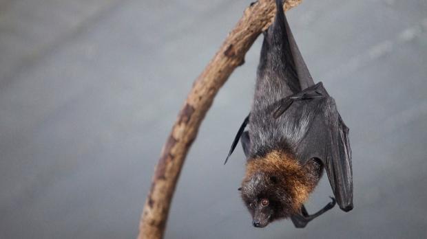 Foto: Tomáš Adamec, Zoo Praha