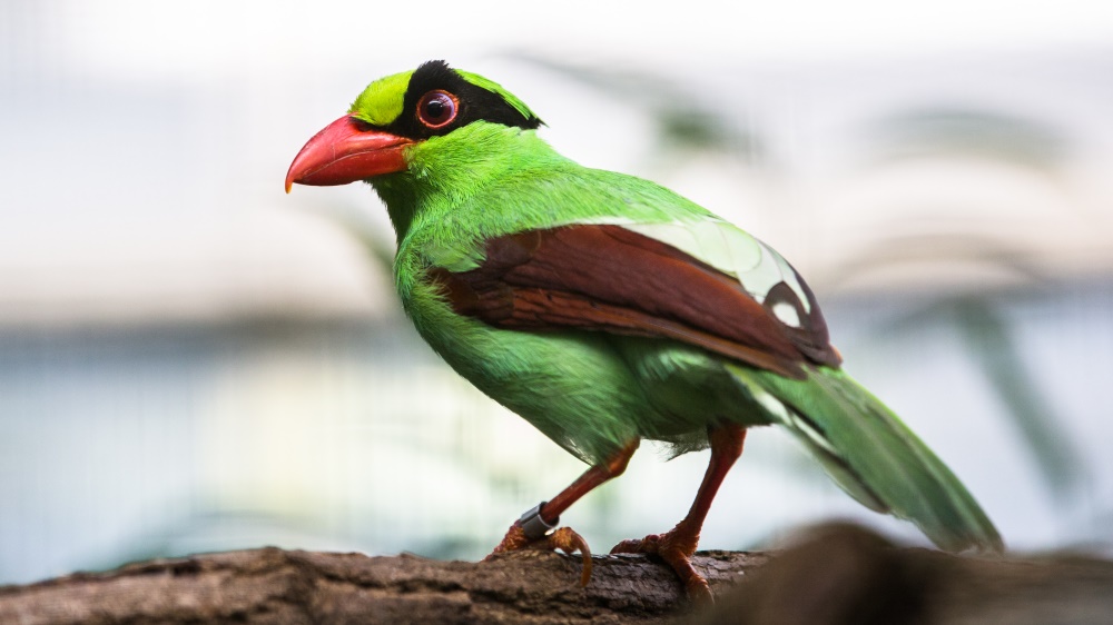 Foto: Václav Šilha, Zoo Praha