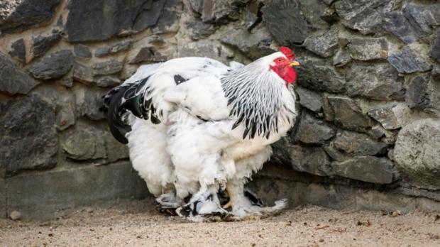 Foto: Petr Hamerník, Zoo Praha