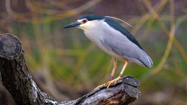 Foto: Petr Hamerník, Zoo Praha