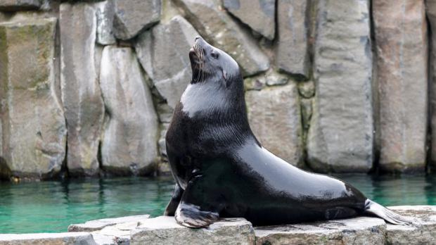 Foto: Tomáš Adamec, Zoo Praha