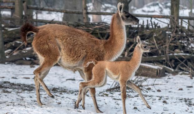 Foto: Petr Hamerník, Zoo Praha