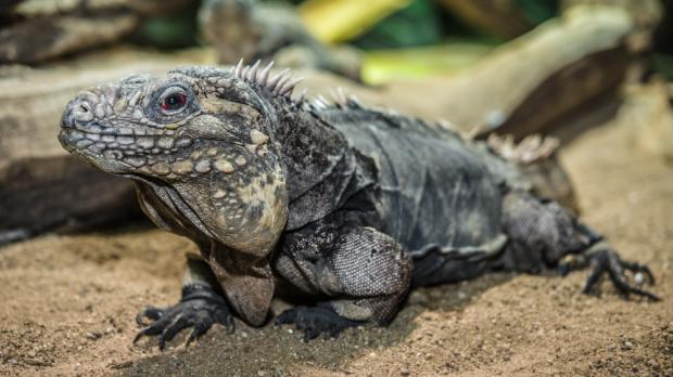 Foto: Petr Hamerník, Zoo Praha