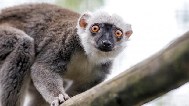 Foto: Tomáš Adamec, Zoo Praha