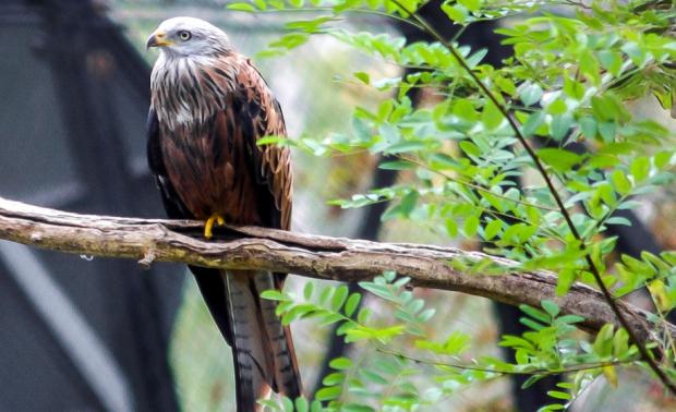 Foto: Tereza Mrhálková, Zoo Praha