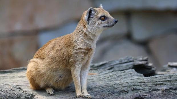 Foto: Tereza Mrhálková, Zoo Praha