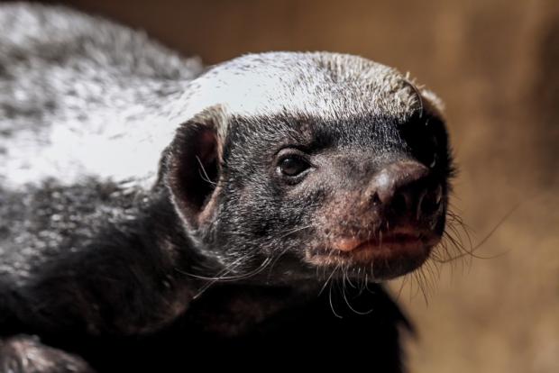 Medojed, foto: Tomáš Adamec, Zoo Praha