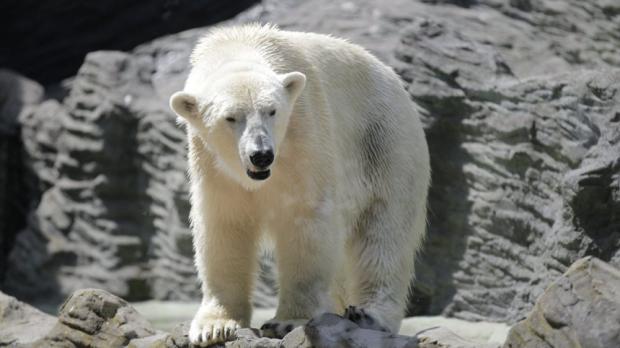 Foto: Tomáš Adamec, Zoo Praha