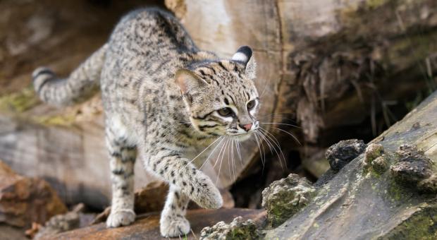 Foto: Petr Hamerník, Zoo Praha