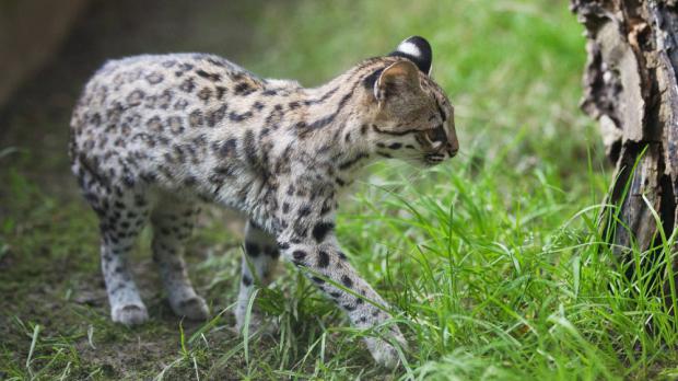 Foto: Tomáš Adamec, Zoo Praha