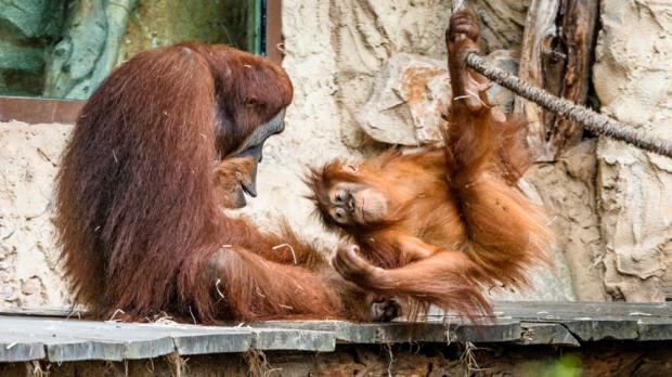 Foto: Petr Hamerník, Zoo Praha