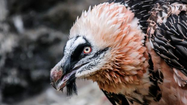 Foto: Petr Hamerník, Zoo Praha