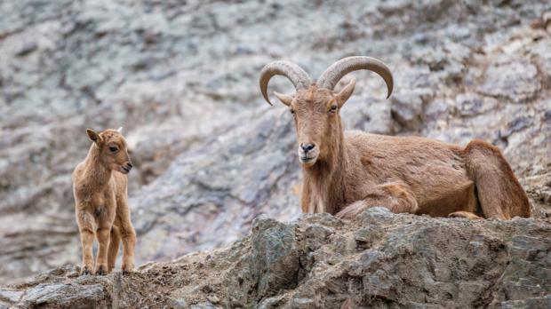 Foto: Tomáš Adamec, Zoo Praha