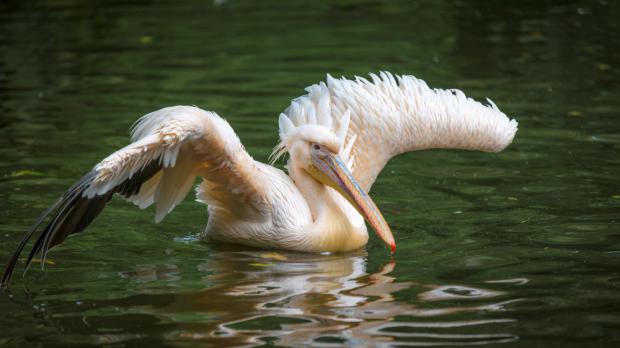 Foto: Petr Hamerník, Zoo Praha