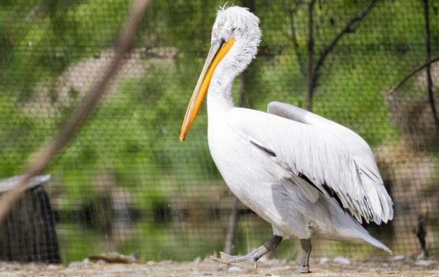 Foto: Tomáš Adamec, Zoo Praha