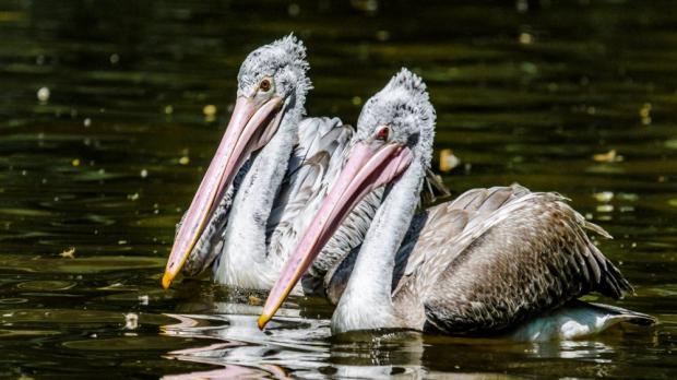 Foto: Petr Hamerník, Zoo Praha