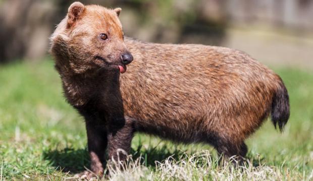 Foto: Tomáš Adamec, Zoo Praha