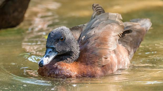 Foto: Petr Hamerník, Zoo Praha