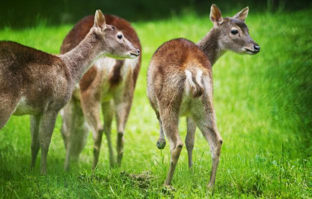 Foto: Tomáš Adamec, Zoo Praha