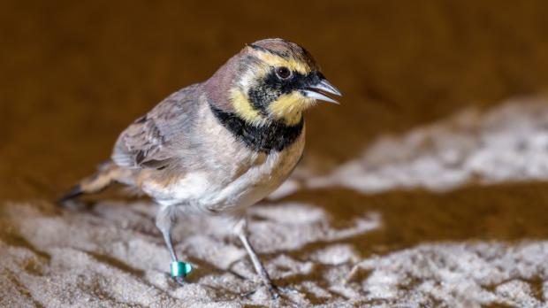 Skřivan ouškatý - samec, foto: Petr Hamerník, Zoo Praha