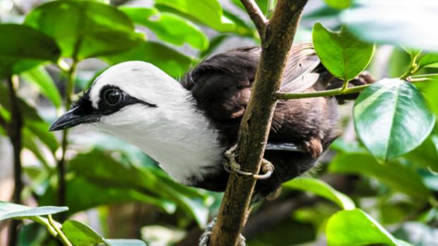 Foto: Antonín Vaidl, Zoo Praha