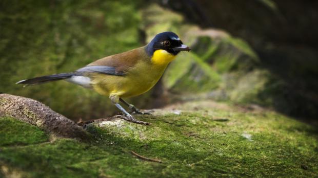 Foto: Tomáš Adamec, Zoo Praha