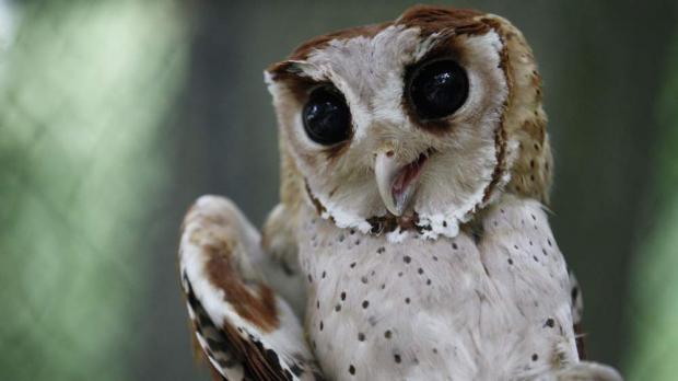 Foto: Tomáš Adamec, Zoo Praha