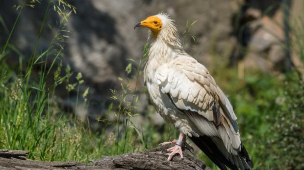 Foto: Petr Hamerník, Zoo Praha