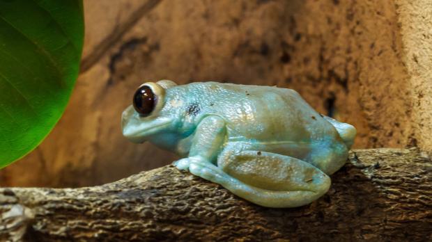 Foto: Petr Hamerník, Zoo Praha