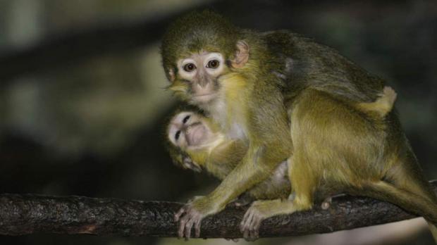 Foto: Tomáš Adamec, Zoo Praha