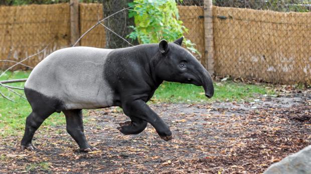 Foto: Tomáš Adamec, Zoo Praha