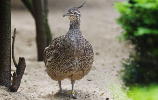 Foto: Tomáš Adamec, Zoo Praha