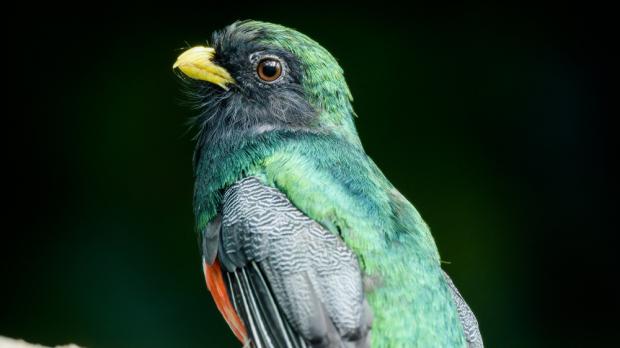 Foto: Petr Hamerník, Zoo Praha