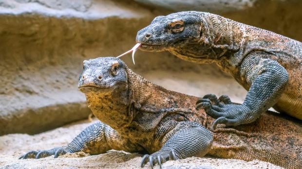 Foto: Petr Hamerník, Zoo Praha