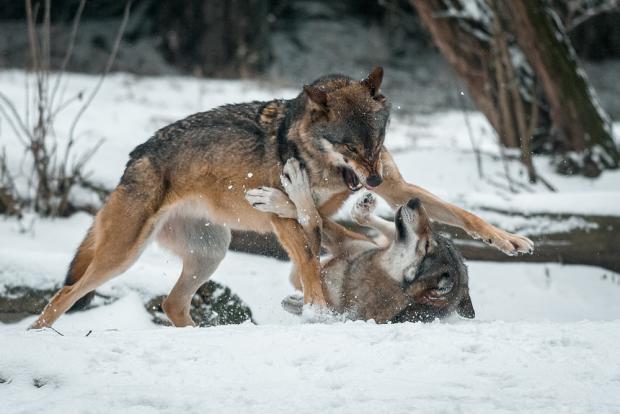 Foto: Petr Hamerník, Zoo Praha