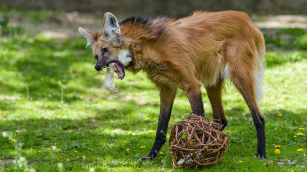 Foto: Petr Hamerník, Zoo Praha