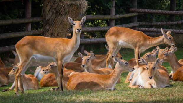 Foto: Tereza Mrhálková, Zoo Praha