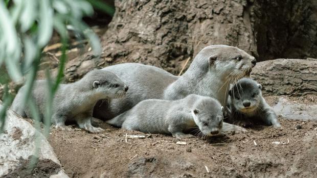 Foto: Petr Hamerník, Zoo Praha