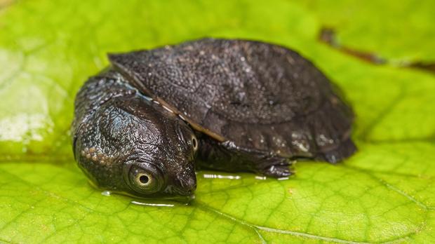 Mládě krátkokrčky novoguinejské. Foto: Petr Hamerník, Zoo Praha