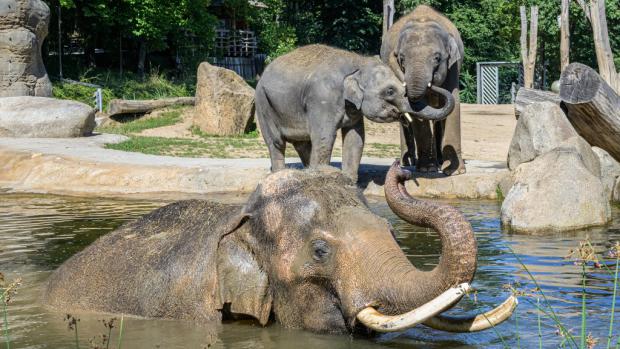 Koupající se slon indický Ankhor, vzadu zleva Rudi a Max. Foto: Petr Hamerník, Zoo Praha