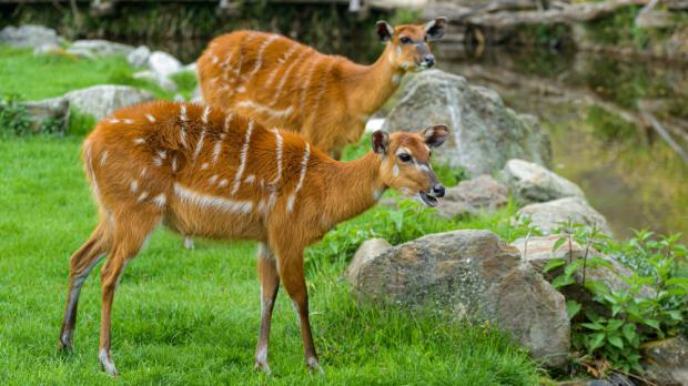 Foto: Petr Hamerník, Zoo Praha