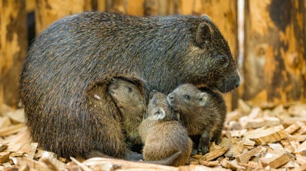 Hutie kubánská, foto: Petr Hamerník, Zoo Praha