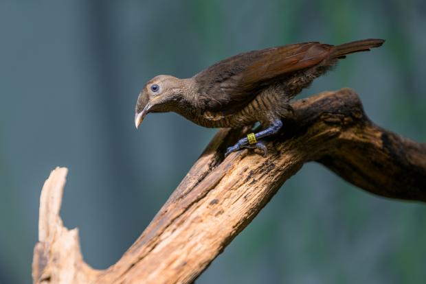 Mladý samec rajky královské. Foto: Petr Hamerník, Zoo Praha