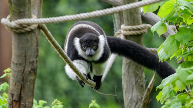 Foto: Petr Hamerník, Zoo Praha