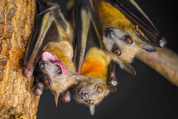 Kaloň plavý, foto: Petr Hamerník, Zoo Praha