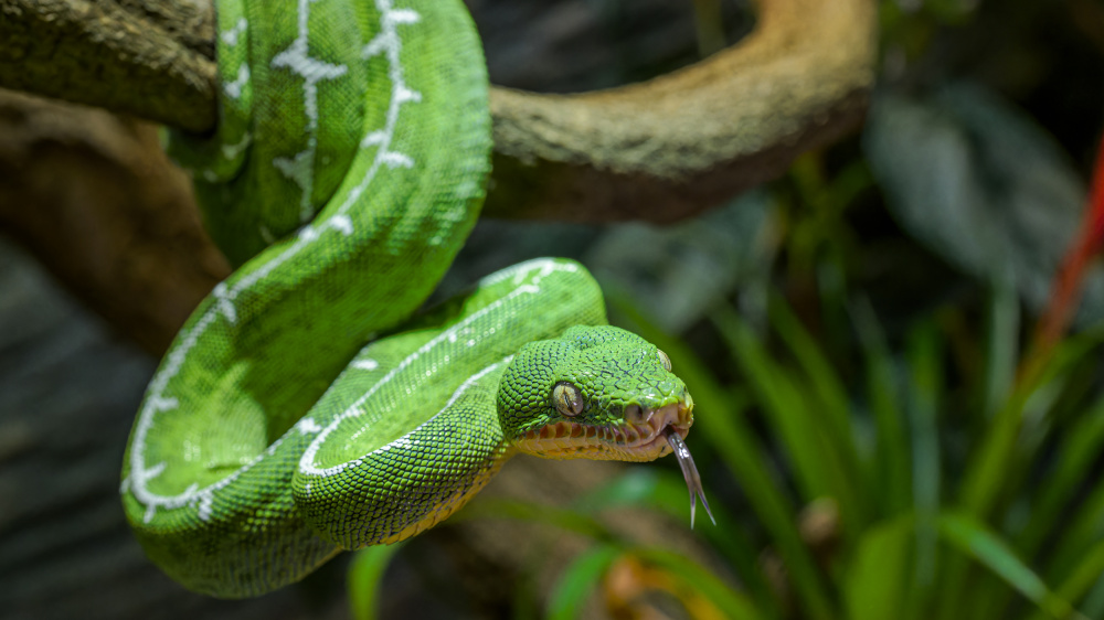 Foto: Petr Hamerník, Zoo Praha